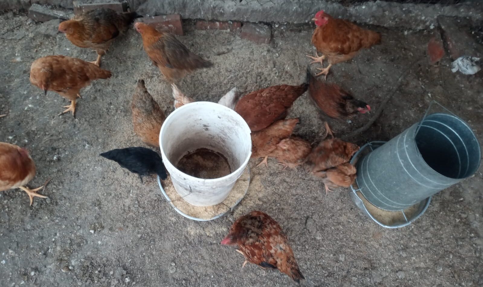 Lote de engorde Cornish alimentándose en el comedero