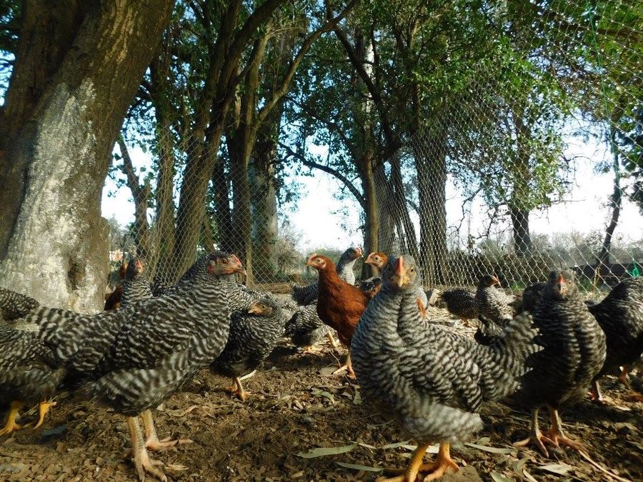 Gallinas Negra INTA al aire libre
