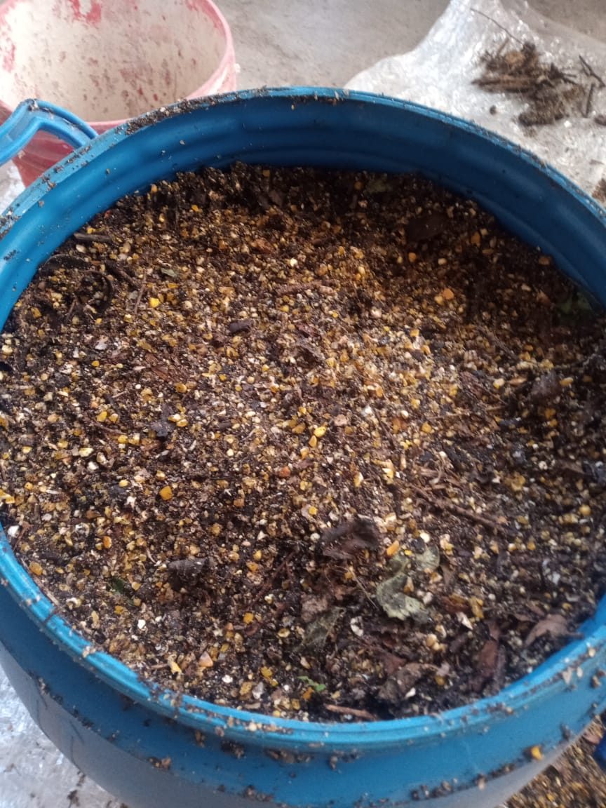 Probiótico fermentando en tambor
