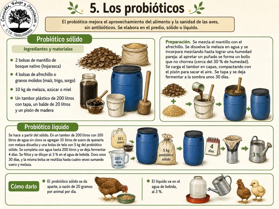 Lámina: Los probióticos