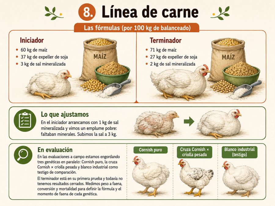 Lámina: Línea de carne