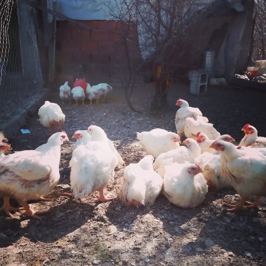 Pollos doble pechuga en producción familiar