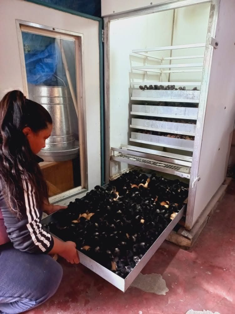 Incubadora LibreIncu con pollitos negros