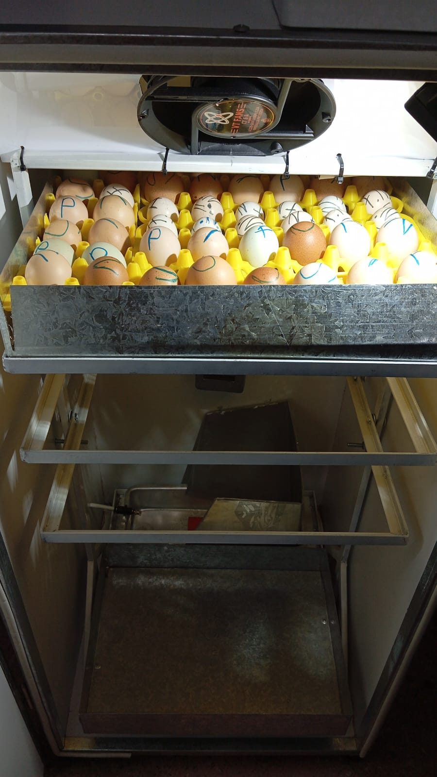 Incubadora LibreIncu con huevos marcados