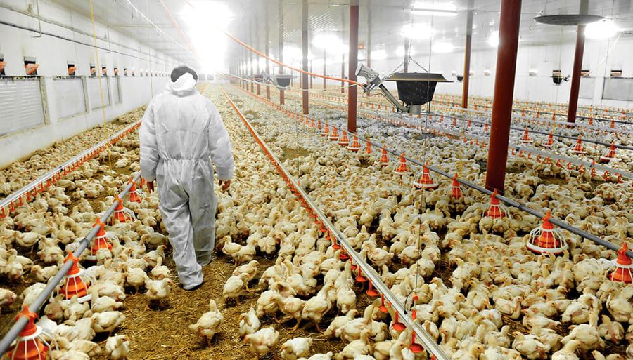 Galpón de producción industrial de pollos