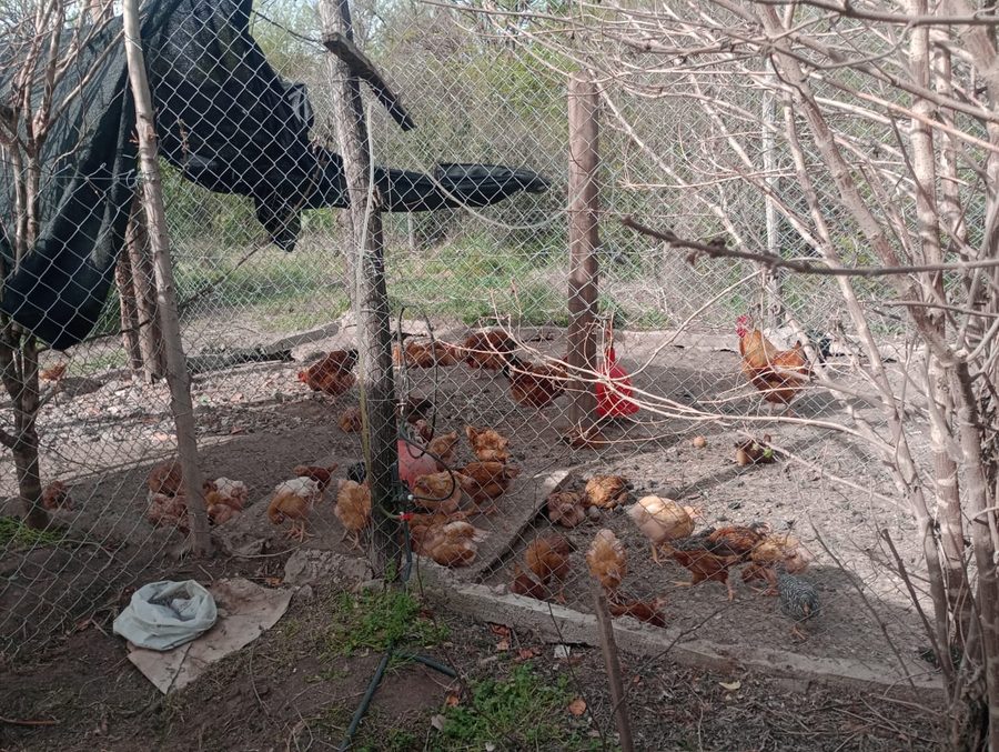 Gallinero de la CTO Traslasierra
