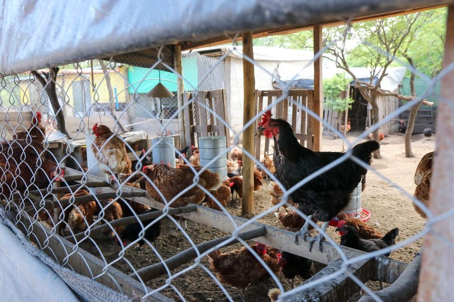 Gallinero campo — aves sueltas